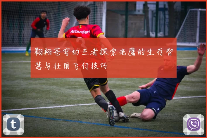 翱翔苍穹的王者探索老鹰的生存智慧与壮丽飞行技巧