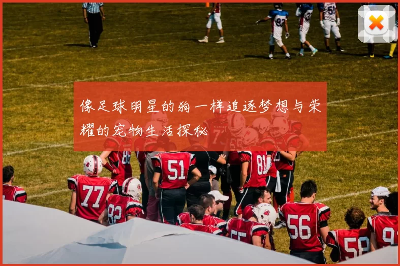 像足球明星的狗一样追逐梦想与荣耀的宠物生活探秘